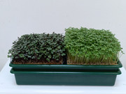 Tray-Kit-2
