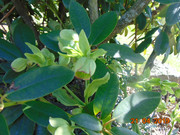 DSC00401
