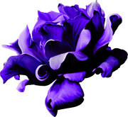 MVDLavender-Love-032