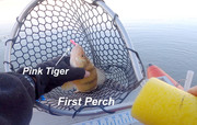 [Image: FIRST-PERCH.jpg]