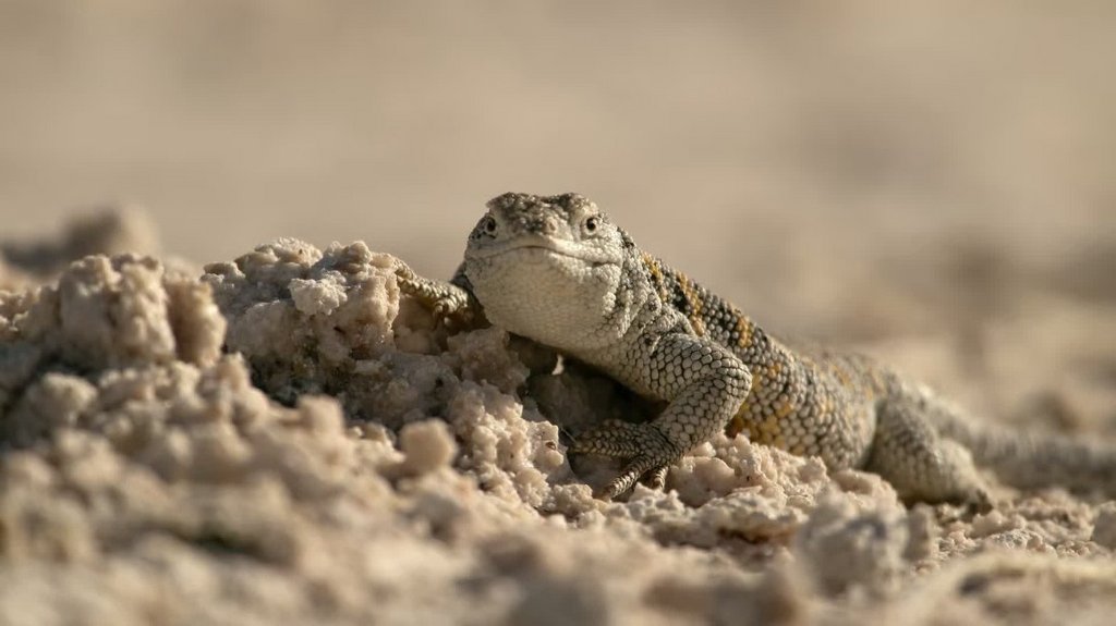 [Image: hy9sng6s44vm.jpg]