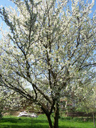 [Image: 3d2887c91393.jpg]