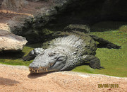 Bioparc Jill Swain (1)