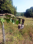 Kamunting-(2)