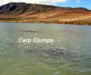 [Image: 2-CARP-CLUMPS.jpg]