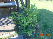 DSC00406