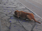 24.1.dog eating bone