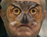 Soros owl template