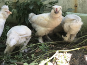 FCF538BC-73AE-448F-AF58-A9B3D4F3945E