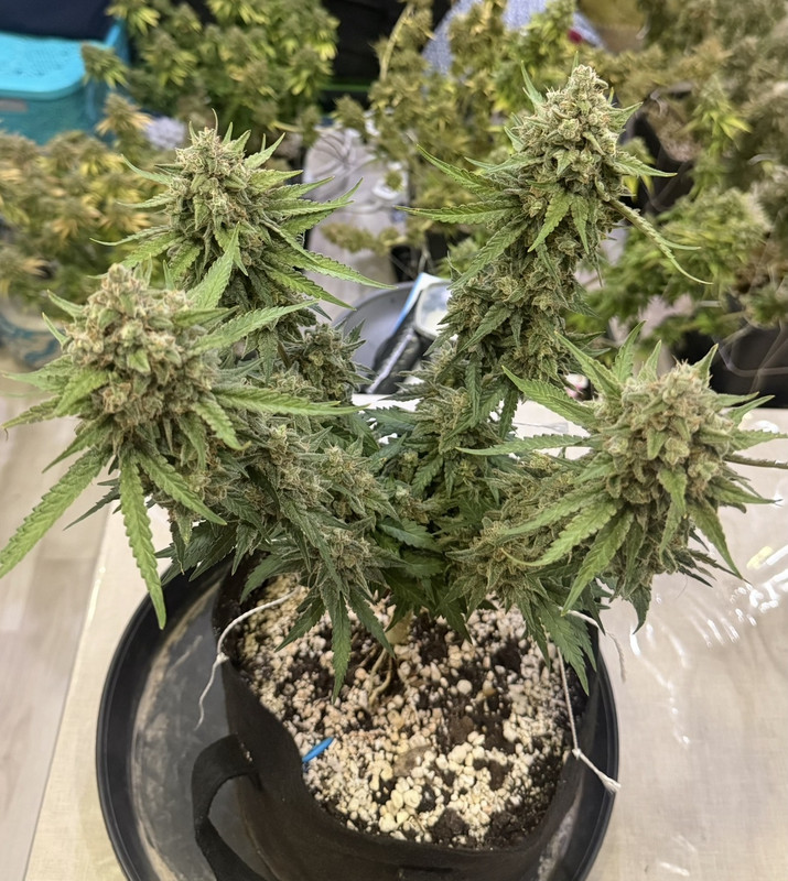 IMG 6192