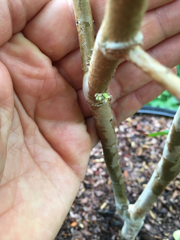 Scarletbud