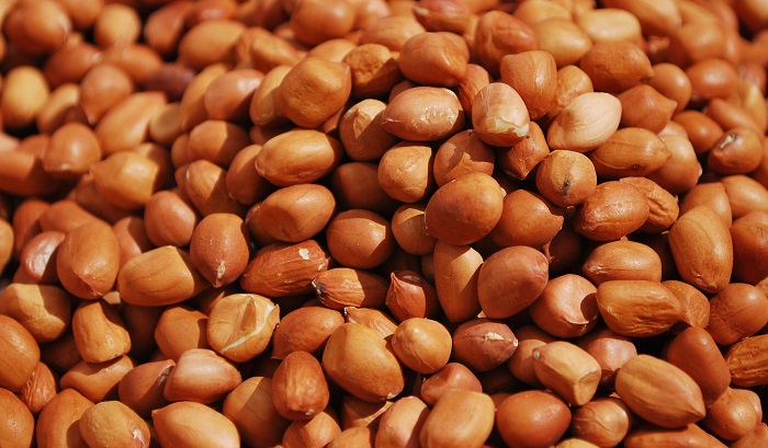 Ilustrasi kacang tanah