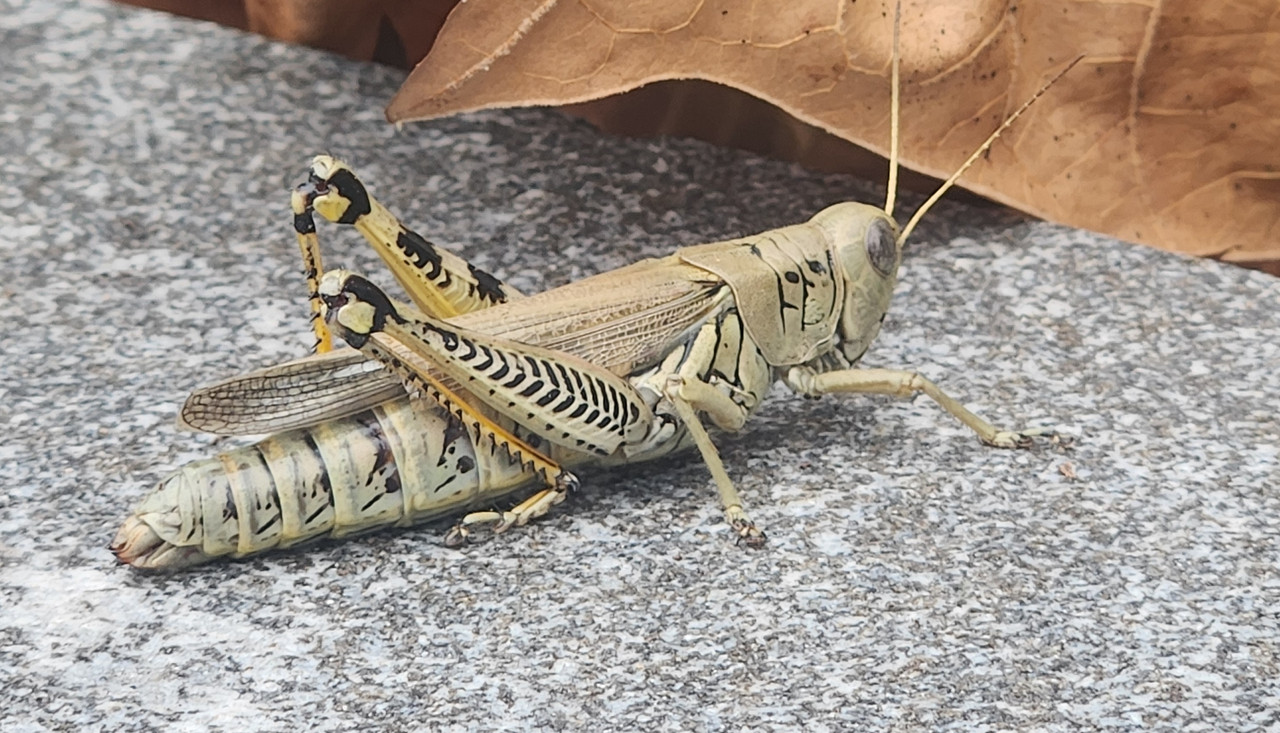 a grasshopper