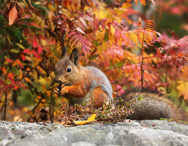 Eating-food-in-squirrel-with-autumn-background-HD-picture.jpg