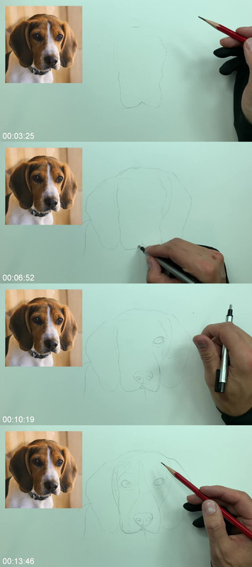 How to Draw a Beagle | Step by Step How to Draw a Beagle | Step by Step