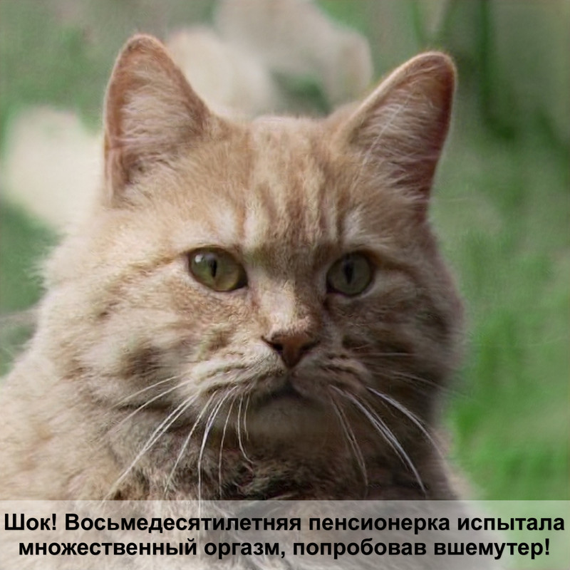 самые маленькие котята в мире