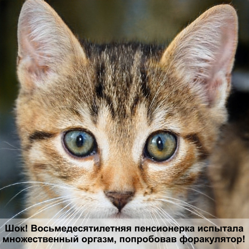 отек легких у кошек симптомы