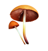 TADD_elements_Shimmer_Fall_45