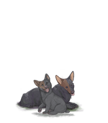 Corgiadultpupbrownhalfleft