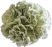 Blossom-Elements-45