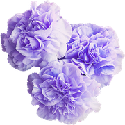 MVDLavender-Love-064