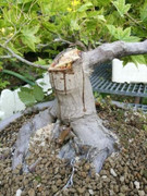 Separata margotta da un Bonsai di acero palmato IMG_20180919_180225