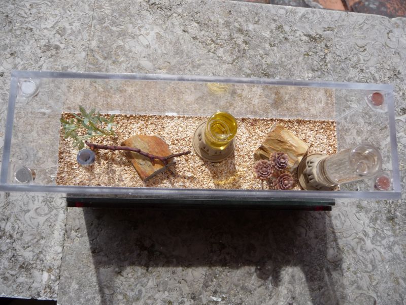 1604-Lasius3.jpg