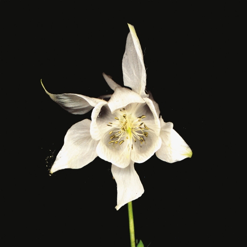 [Image: xn2l9jmj9g2a.jpg]