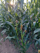 IMG-081059d0235a160a17345888d3fd7c5c-V