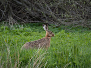 Lepus_europaeus_SMA_09_202005