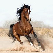 arabian-horse.jpg