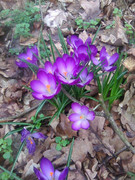 10) Krokusky v lesejku 14 3