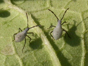 [Image: squash-bug-babies.jpg]