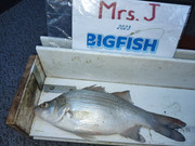 [Image: 13-inch-White-Bass-Oct-7th-2023-UL.jpg]