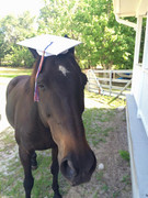 12079294-586157721523756-8435741387884922821-n