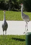 Sandillcrane