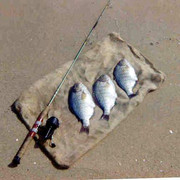 [Image: BARRED-SURF-PERCH.jpg]