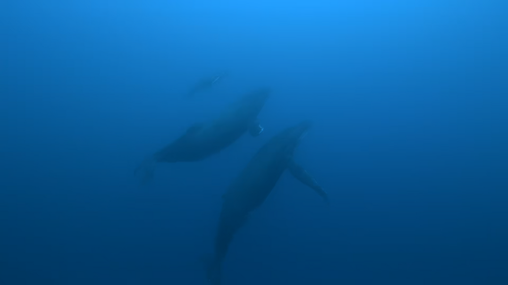 [Image: 2h5uc1l4vftl.png]