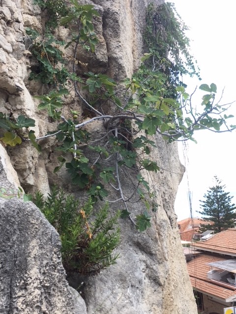 10C04112-C767-4928-B7D6-2F5CDAD1E256