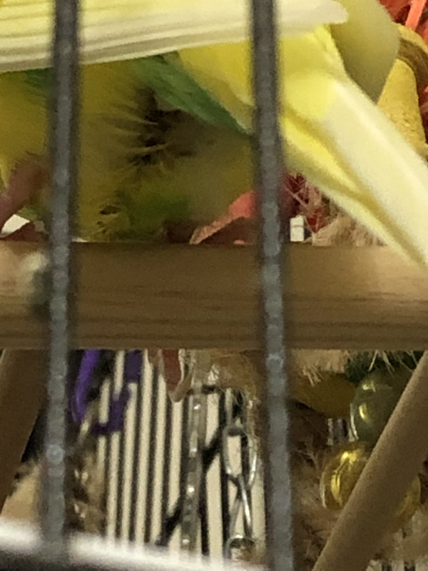 C0FD9A34-B549-4CC0-8FEF-666AABF94B7B