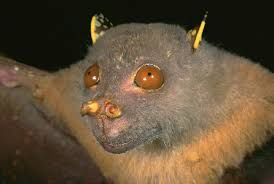 tube nosed bat