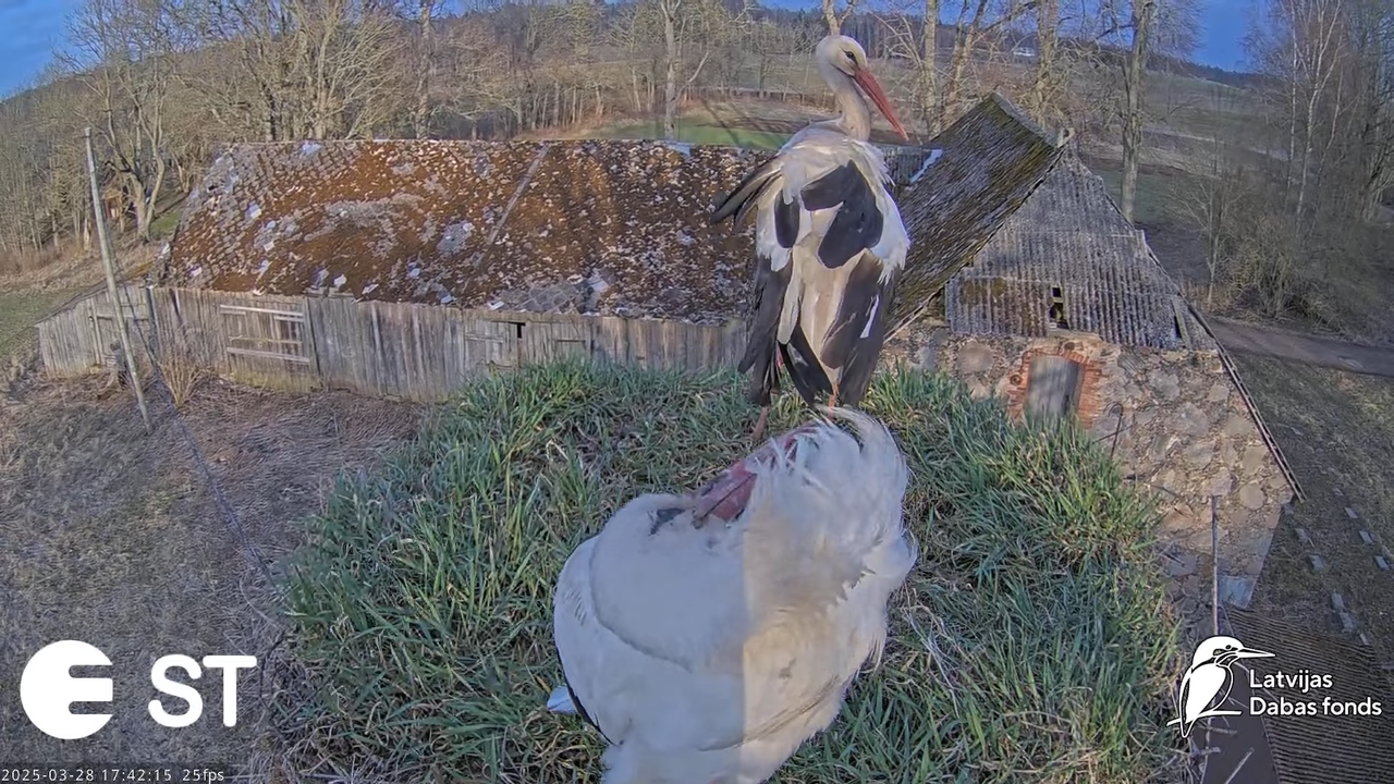 (16) Baltie stārķi (Ciconia ciconia) Tukuma novadā __ White storks in Tukums, Latvia - YouTube - 771