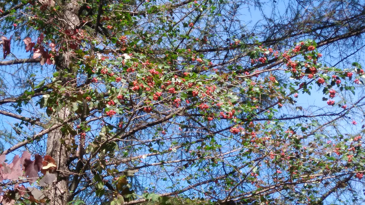 IMG_20181008_134710.jpg