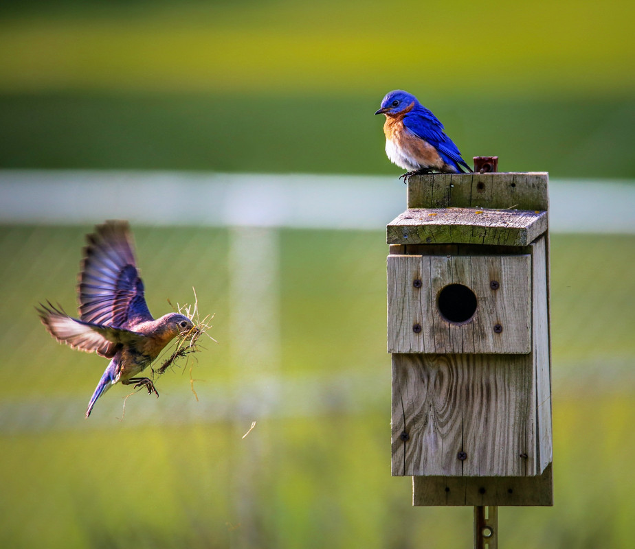 Bluebirdsnesting.jpg