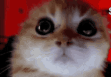 Angry kitty