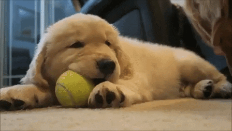 Goldenretriverpuppye42a6383c990f46877f32021ec4f.gif