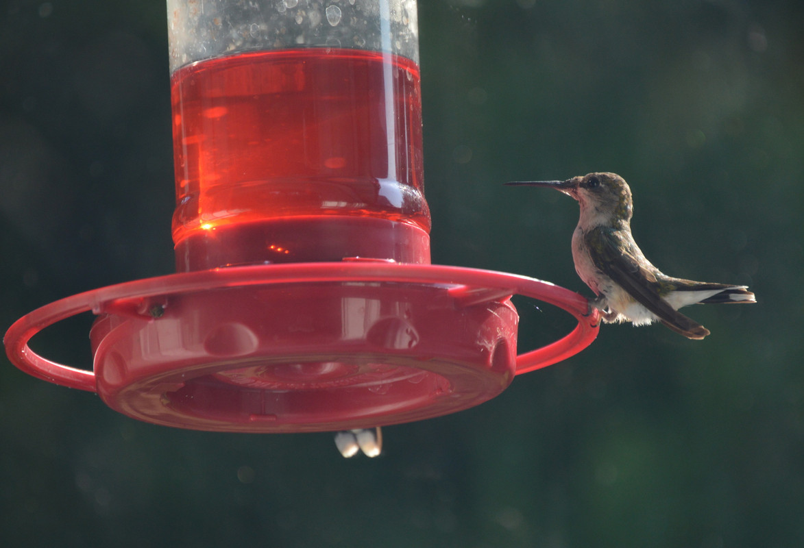 2021-8-18 Hummingbird on Feeder (8)