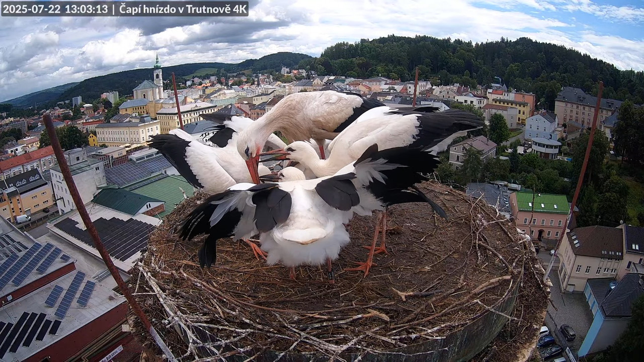 Tiešraide no stārķa ligzdas uz alus darītavas skursteņa Trutnovā 10-57-46 screenshot