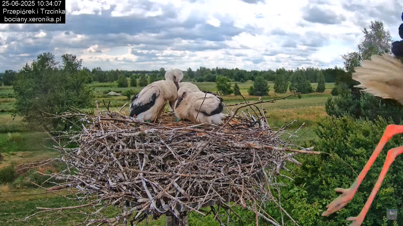 25062025bociany27