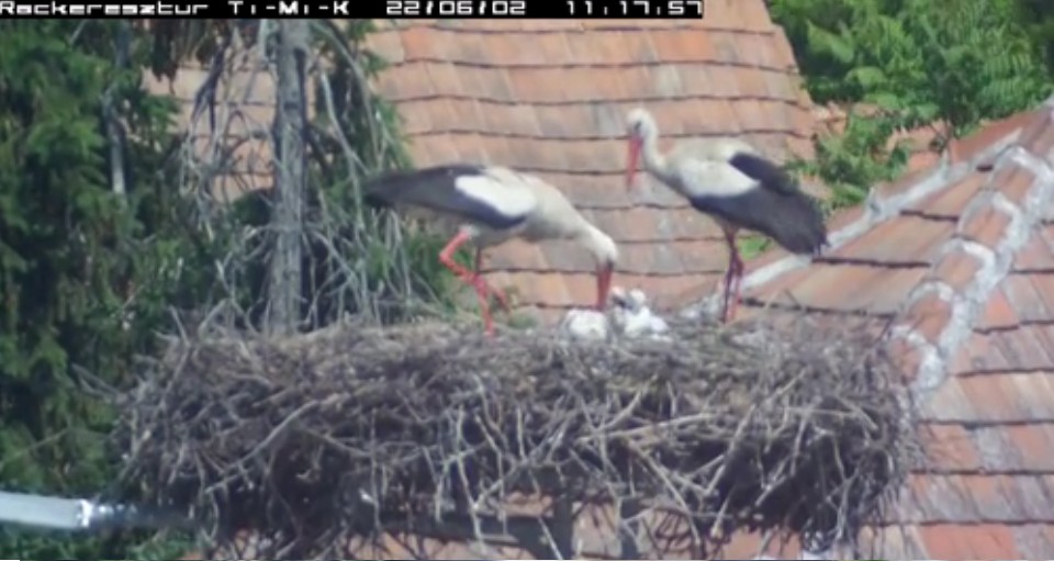 2022-06-02_114415máris etet